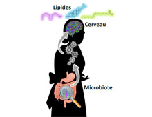 Et si le microbiote intestinal influenait le vieillissement de notre cerveau ?