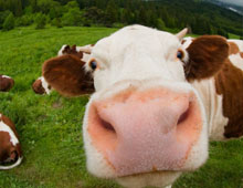 Des souris et des vaches capables de percevoir des motions humaines grce aux odeurs.