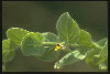 Adult plant snapshot