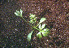 Seedling snapshot