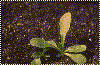 Seedling snapshot