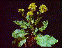 Adult plant snapshot
